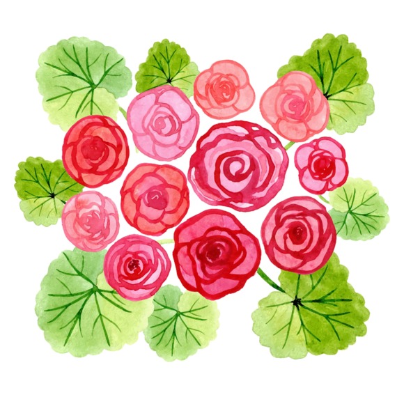 wwobegonia
